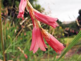 Image result for Dierama formosum/plowesii intermediates
