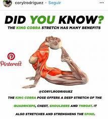 King Cobra Yoga Pose Stretches Pinterest Yoga Poses Yoga And Fitness King Cobra Yoga Pose Stretches Pinte Yoga Benefits Yoga Anatomy Yoga Postures