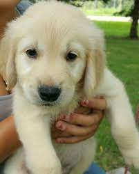 Babies are 5 days old and in perfect health!, description: Male Golden Retriever Puppy For Sale In Lindstrom Minnesota Classified Americanlisted Com