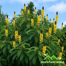 Image result for Senna didymobotrya