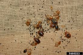 Image result for bed bugs droppings