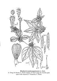 Image result for Blepharis maderaspatensis