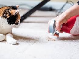 We did not find results for: Niereninsuffizienz Bei Katzen Wenn Eine Katzenkrankheit Das Stille Leiden Bedeutet Bunte De
