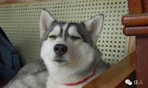 「哈士奇」的圖片搜尋結果