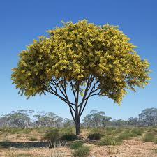 Image result for Acacia welwitschii