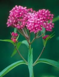 Image result for Asclepias graminifolia