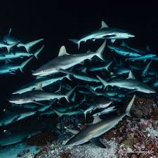 Image result for Faroa affinis