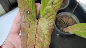 Image result for Disperis johnstonii