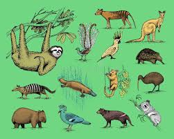 Kontakta myplanet idag så skräddarsyr vi din drömresa! Stor Uppsattning Av Australiern Och Nya Zeeland Symboler Inristat Djur Hand Dragen Vektor Tappning Som Drar Den Tasmanian Varg Vektor Illustrationer Illustration Av Daggdjur Plant 101769781