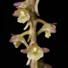 Image result for Rhipidoglossum