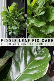 How To Care For A Fiddle Leaf Fig Plant The Complete Care Guide Fig Plant Plants House Plant Care