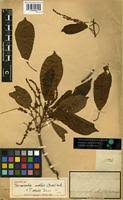 Image result for Terminalia mollis