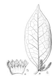 Image result for Olax pentandra