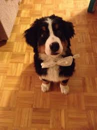 Bernese Mountain Dog Black Brown And White Fluffy Dog Pin By Melissa Greenberg On Aww Cute Dogs Burnese Mountain Dog Bernese Mountain Dog