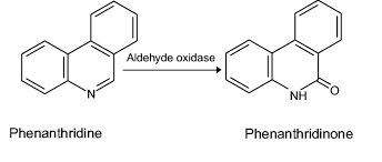 Oxidation of phenanthridine into phenanthridinone.