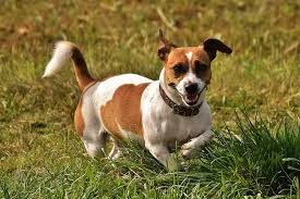 Scopri su kijiji più di 20.000 proposte di cani in vendita o in regalo. Jack Russel Personalita E Come Educarlo Expodog Blog