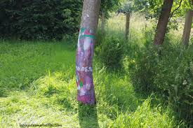 C'est en fait tout l'inverse. Mettre De La Couleur Dans Le Jardin En Peignant Un Arbre Le Pays Des Merveilles