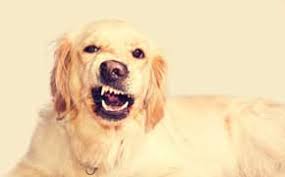Voir des dresseurs de chiens ou être un dresseur de chiens, en rêve, signifie que vous devez contrôler certains de vos. Rever De Chien Jaune Signification Interpretation En Islam
