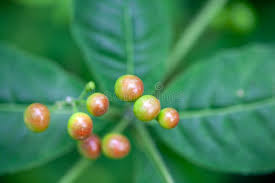 Image result for Rauvolfia mombasiana