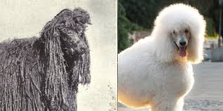 A cross between a labrador and a miniature poodle, the mini labradoodle comes in many colors, sizes, and personalities. How Popular Dog Breeds Have Changed Over 100 Years