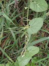 Image result for Kedrostis foetidissima