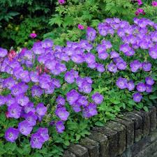 Campanula Carpatica Blue Clips Gasper Landscape Design Construction Ground Cover Plants Plants Garden Seeds