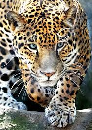 Beautiful Wildlife Jaguar By Dennis Bartsch Buyuk Kediler Hayvanlar Hayvan Resimleri