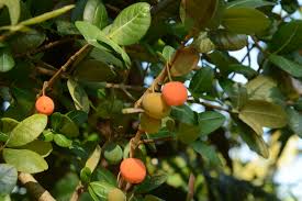Image result for Garcinia livingstonei
