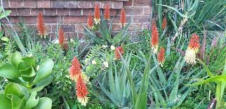 Image result for Aloe inyangensis