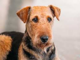 With dogvacay, your pet always stays with a trusted sitter in i have had all kinds of animals ranging from chicken, goats, puppies, dogs. Welsh Terrier Price Temperament Life Span