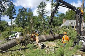 Conveniently located in dayton, oh, aarons tree & landscaping has been providing a vast array of services since 1983. Tree Service Tree Removal Tree Trimming Dayton Oh