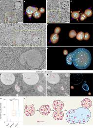 (d) maintain turgidity of the cell by containing cell sap. A Whole Cell Electron Tomography Model Of Vacuole Biogenesis In Arabidopsis Root Cells Nature Plants