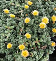 Succulent Ice Plant Corpuscularia Lehmannii Astridia Velutina 5 Fresh Cuttings Plant Seedlings Ice Plant Plants