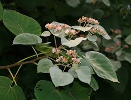 Image result for Melochia melissifolia
