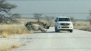 Kamera Ya Yakalanmis Sok Edici 5 Hayvan Saldirisi Hayvan