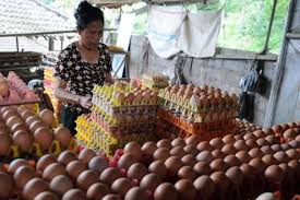 We did not find results for: 90 Persen Telur Ayam Kampung Di Pasaran Tidak Asli Halaman All Kompas Com