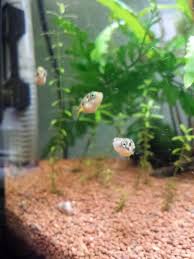 How to care for puffer fish in an aquarium. Dwarf Puffer Fish