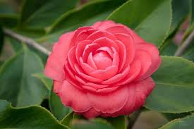 Five Most Notable Springtime Flowers And Shrubs Camellia Plant Flowers Trees To Plant