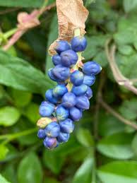 Image result for Persicaria hystricula