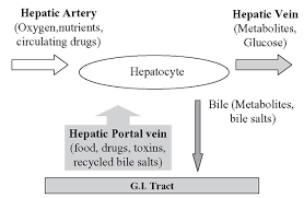 Image result for xenobiotics