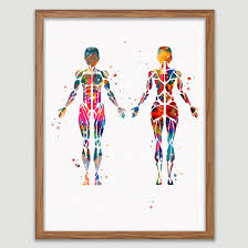 Female back muscle anatomy female torso muscles anatomy male. Amazon Com Female Muscular System Watercolor Poster Human Body Print Human Muscles Decor Anatomy Skeletal Muscles Office Female Muscle Structure Wall Art Medical Wall Decor Doctor Office Decor Handmade