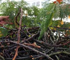 Davallia does best with partial shade and high humidity. Davallia Solida Var Fejeensis Dainty Rabbits Foot Fern Fijian Hares Foot Fern Lacy Hare S Foot Lacy Paw Rabbits Foot Fern North Carolina Extension Gardener Plant Toolbox