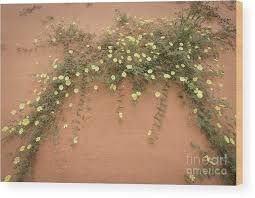 Image result for Tribulus zeyheri