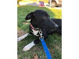 We did not find results for: Rat Terrier Mix Dog Male Black And White 2518394 Petland Norwin Pa