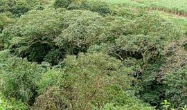 Image result for Rauvolfia afra