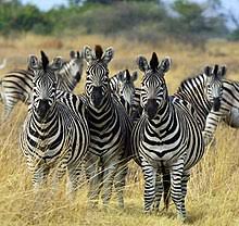 The animals weren't attending a masquerade. Zebra Wikipedia