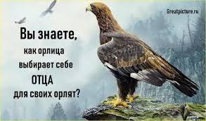 я не знаю как она делает это фильм смотреть Vy Znaete Kak Orlica Vybiraet Sebe Otca Dlya Svoih Orlyat Orly Otcy Vdohnovlyayushie Zhiznennye Citaty