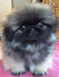 Newest oldest price ascending price descending relevance. Pin On Pekingese