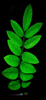 Maybe you would like to learn more about one of these? Green Leaves Wallpaper