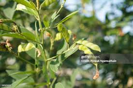 Image result for Cajanus cajan